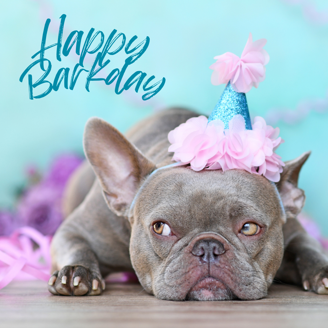 Custom Dog Cakes for All Occasions – Handcrafted in Hampton NH