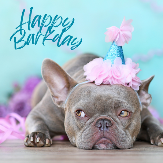 Custom Dog Cakes for All Occasions – Handcrafted in Hampton NH